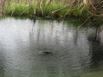 Well source(Frog Pond)